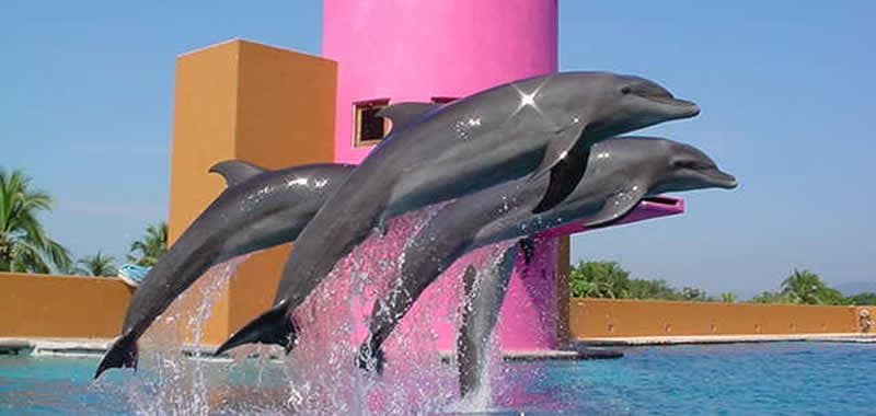 delfiniti, nado con delfines en ixtapa zihuatanejo
