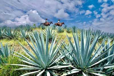 Tequila Pueblo Mágico